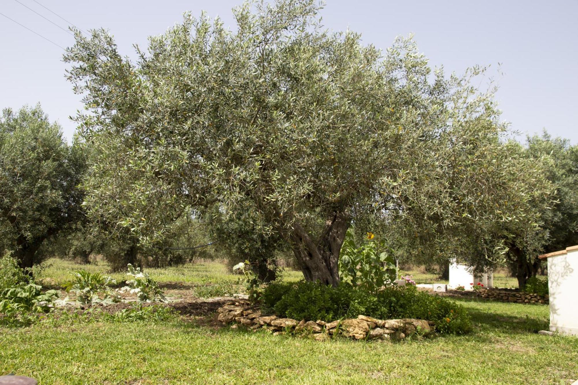 הוילה פאצ'קו Casa Raineri מראה חיצוני תמונה